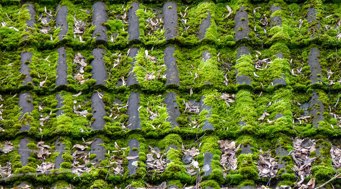 Ontmossen daken Ontmossen daken